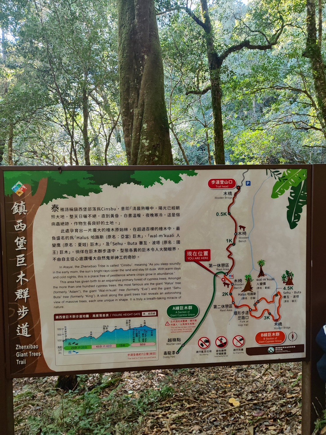 鎮西堡巨木群步道